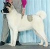 Click here for more detailed Akita breed information and available puppies, studs dogs, clubs and forums